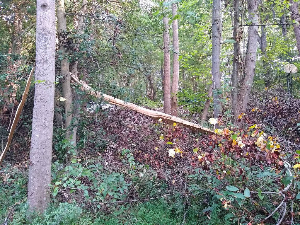 longest/biggest peice just 10ft from tree